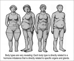 4-bodytypes