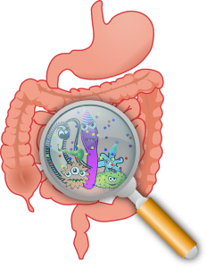 Gut Flora