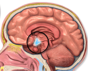 Hypothalamus Location