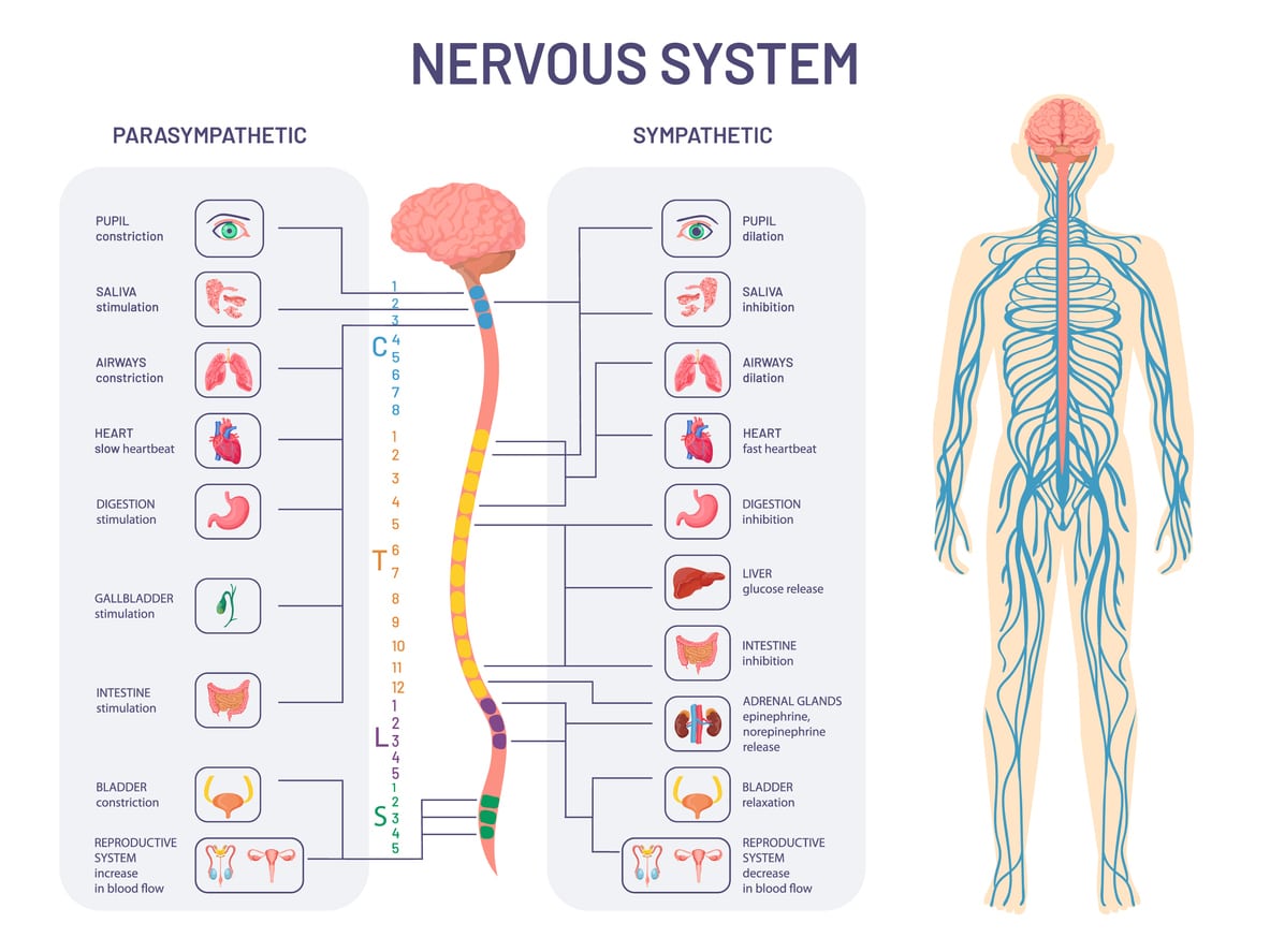 Autonomic Nervous System Chart